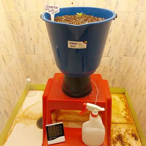 Pamela growlog timeline photo