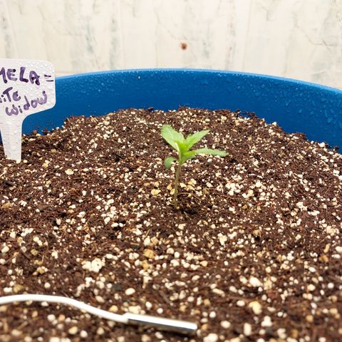 Pamela growlog timeline photo