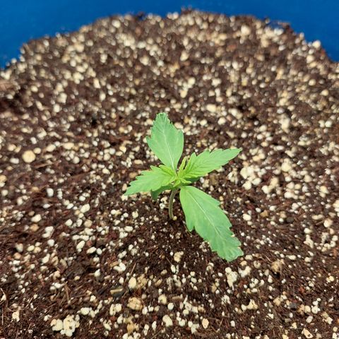 Pamela growlog timeline photo