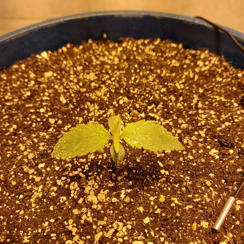 Oscarina growlog timeline photo