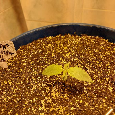 Oscarina growlog timeline photo