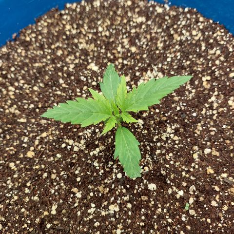 Pamela growlog timeline photo
