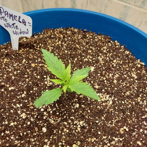 Pamela growlog timeline photo