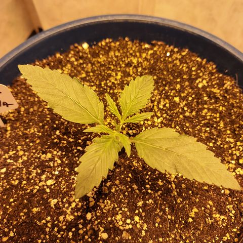 Oscarina growlog photo: Una hermosura :) 