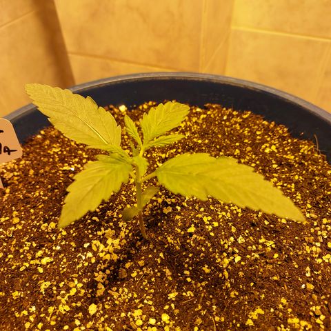 Oscarina growlog timeline photo