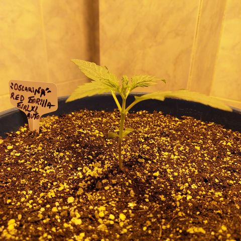 Oscarina growlog timeline photo