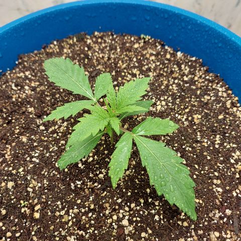 Pamela growlog timeline photo