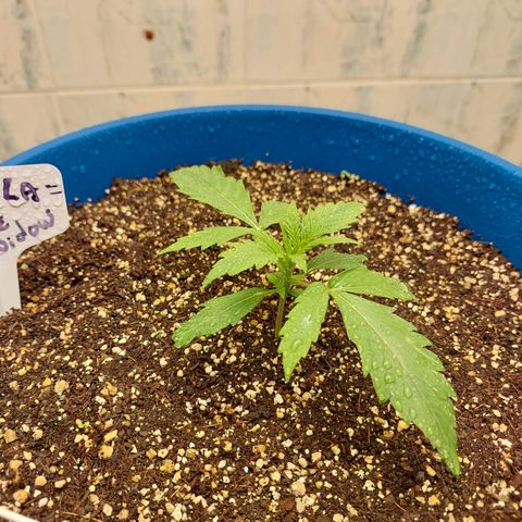 Pamela growlog timeline photo
