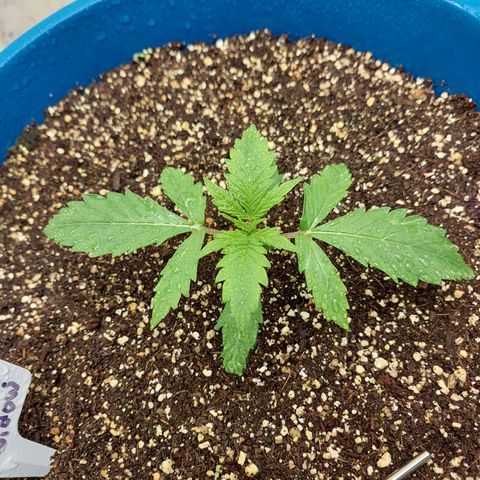 Pamela growlog timeline photo
