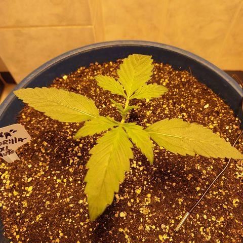 Oscarina growlog timeline photo