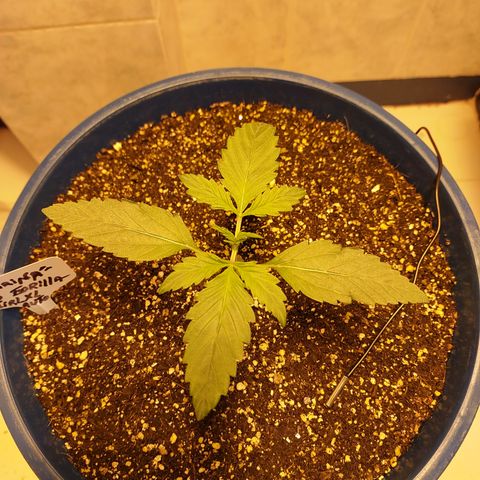 Oscarina growlog timeline photo
