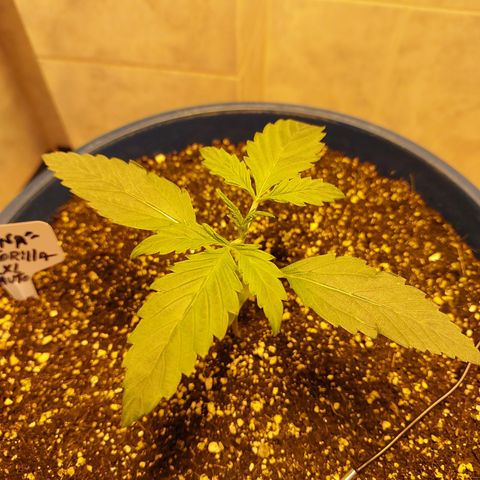 Oscarina growlog timeline photo