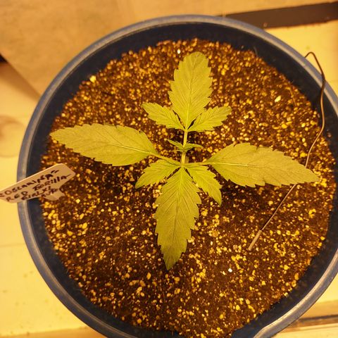 Oscarina growlog timeline photo