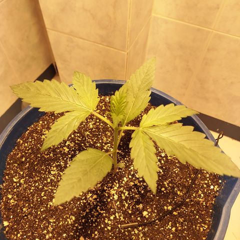 Oscarina growlog timeline photo