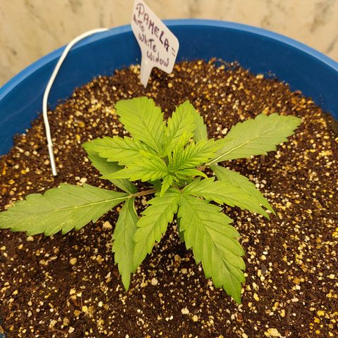 Pamela growlog timeline photo