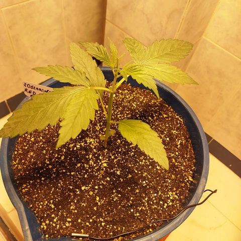 Oscarina growlog timeline photo