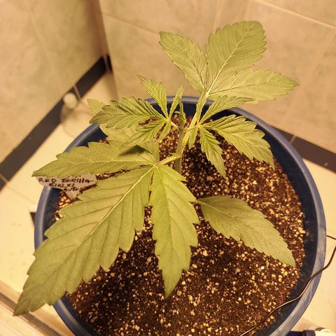 Oscarina growlog timeline photo