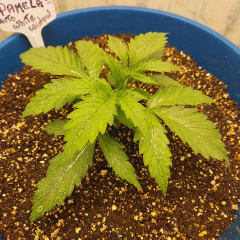 Pamela growlog timeline photo