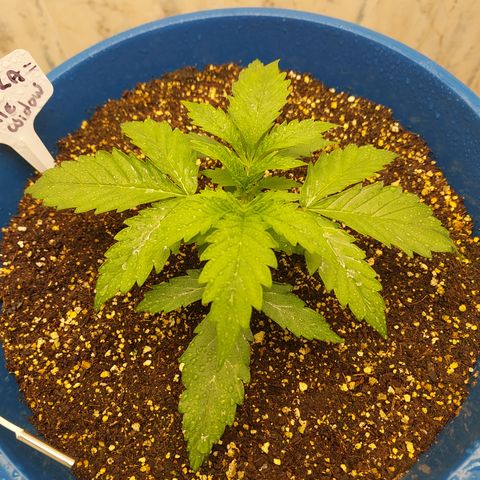 Pamela growlog timeline photo