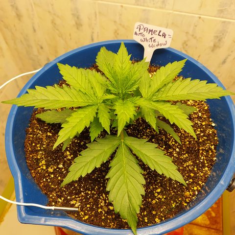 Pamela growlog timeline photo