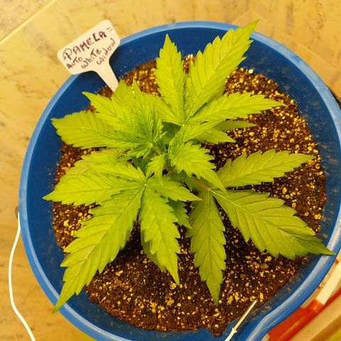 Pamela growlog timeline photo