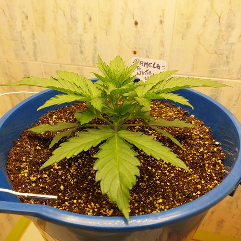 Pamela growlog timeline photo