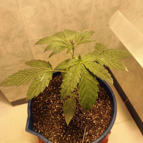 Oscarina growlog timeline photo
