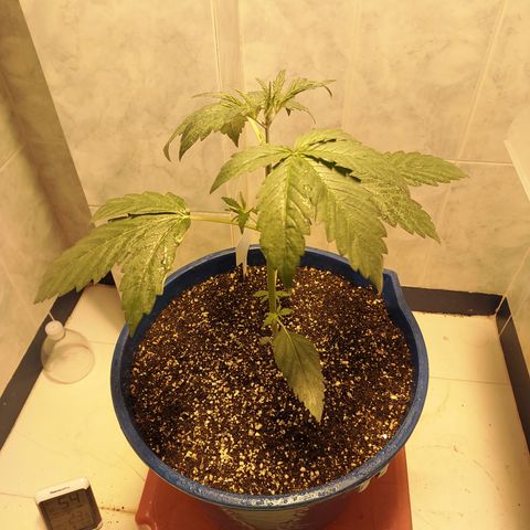Oscarina growlog timeline photo