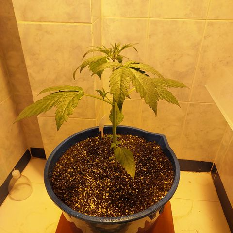 Oscarina growlog timeline photo