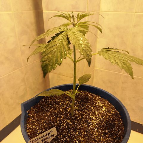 Oscarina growlog timeline photo