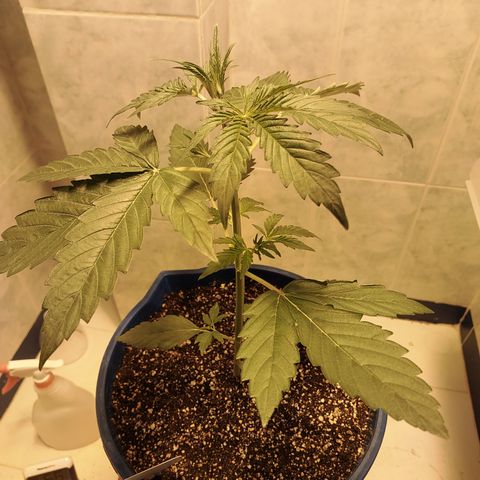 Oscarina growlog timeline photo