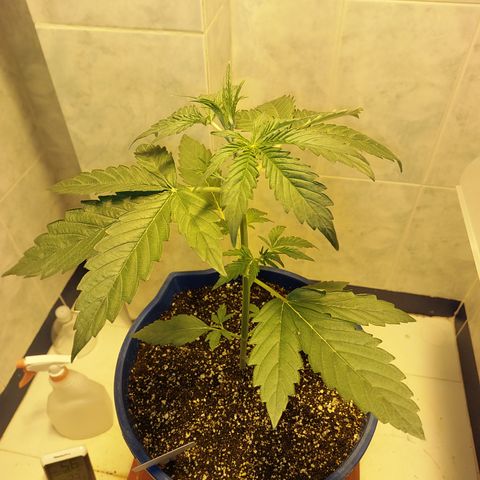 Oscarina growlog timeline photo