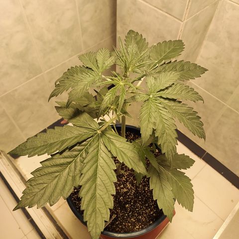 Oscarina growlog photo: Empezó la etapa de Pre Floración :) 