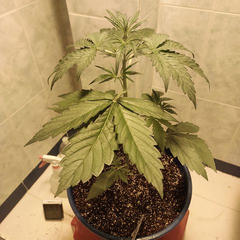 Oscarina growlog photo: Empezó la etapa de Pre Floración :) 