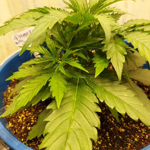Pamela growlog timeline photo