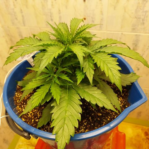 Pamela growlog timeline photo