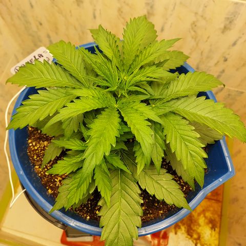 Pamela growlog timeline photo