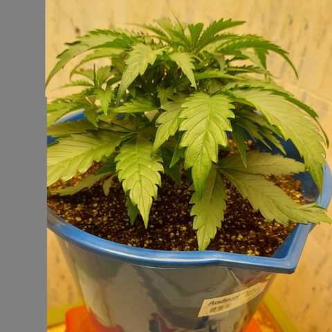 Pamela growlog timeline photo