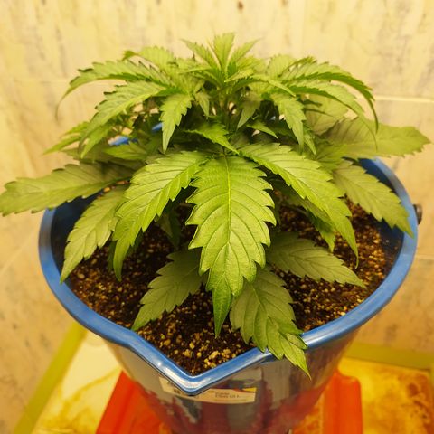 Pamela growlog timeline photo