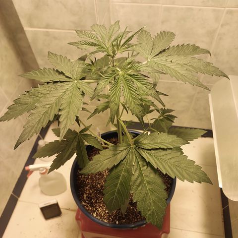 Oscarina growlog timeline photo
