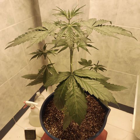 Oscarina growlog timeline photo