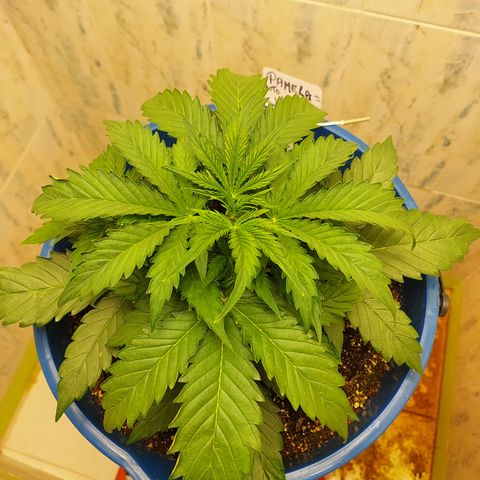 Pamela growlog timeline photo