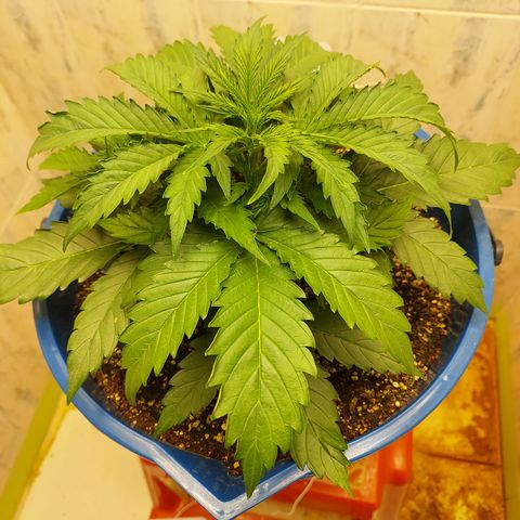 Pamela growlog timeline photo