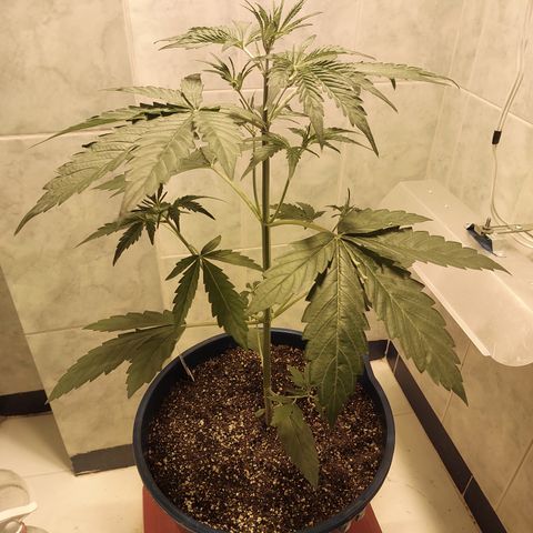 Oscarina growlog timeline photo