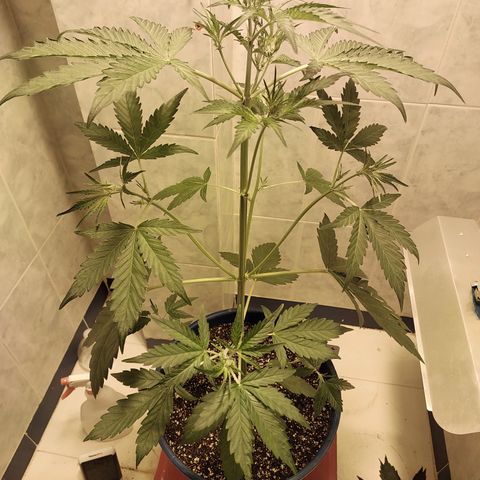 Oscarina growlog timeline photo