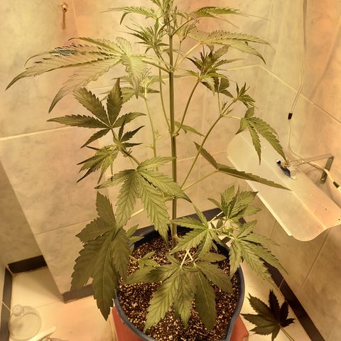 Oscarina growlog timeline photo
