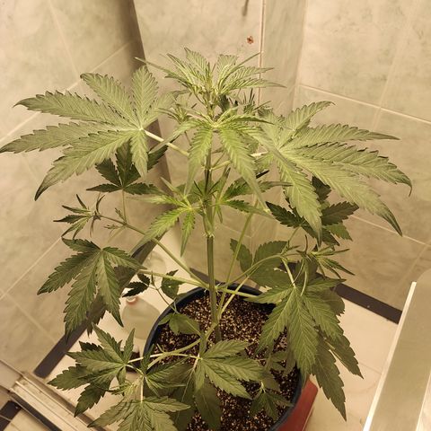 Oscarina growlog timeline photo