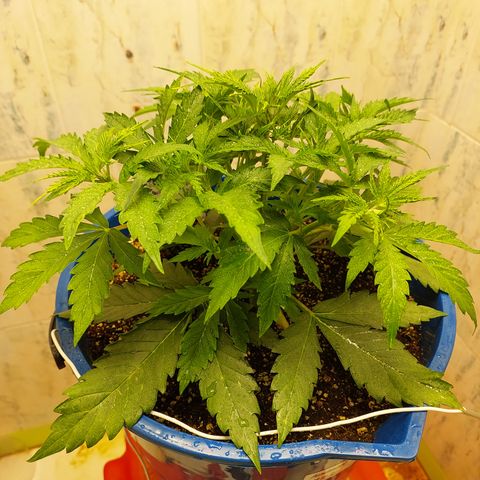 Pamela growlog timeline photo