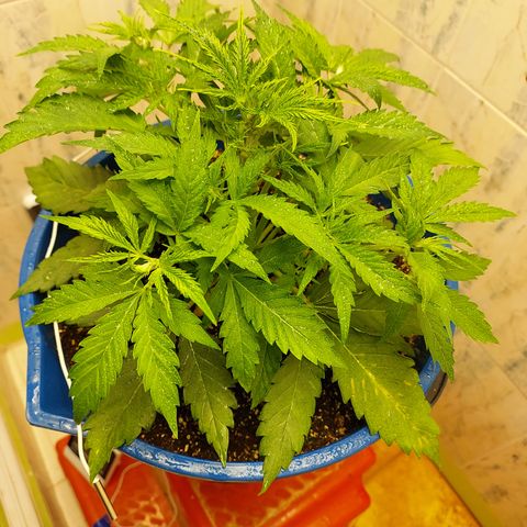 Pamela growlog timeline photo