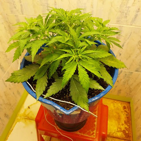 Pamela growlog timeline photo